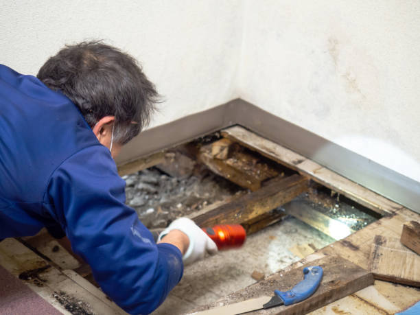 Best Mold Remediation for Schools in Hood River, OR