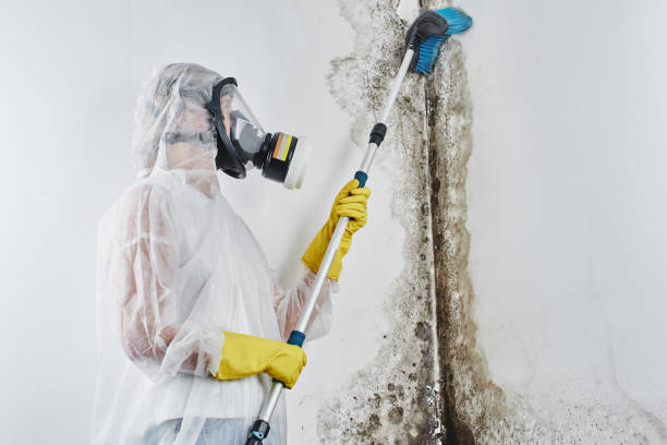 Best Black Mold Remediation in Hood River, OR