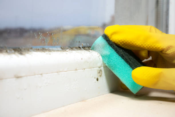 Best Residential Mold Remediation in Hood River, OR