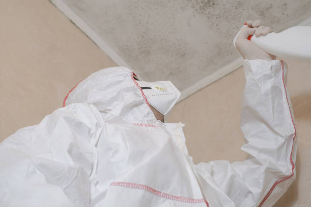 Best Basement Mold Remediation in Hood River, OR