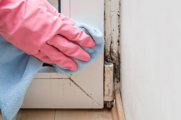 Best DIY Mold Remediation Support Services in Hood River, OR